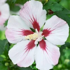 Hibiscus Syriacus 'Hamabo' -Garden Plants Sales 500077 1