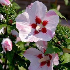 Hibiscus Syriacus 'Hamabo' -Garden Plants Sales 500077 2