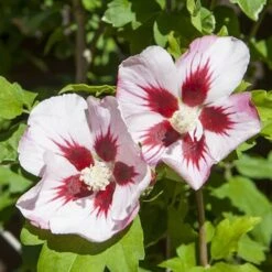 Hibiscus Syriacus 'Hamabo' -Garden Plants Sales 500077 3
