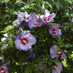Hibiscus Syriacus 'Marina' -Garden Plants Sales 500078 1