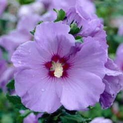Hibiscus Syriacus 'Marina' -Garden Plants Sales 500078 2