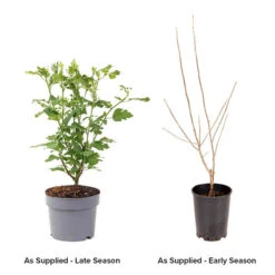 Hibiscus Syriacus 'Marina' -Garden Plants Sales 500078 3