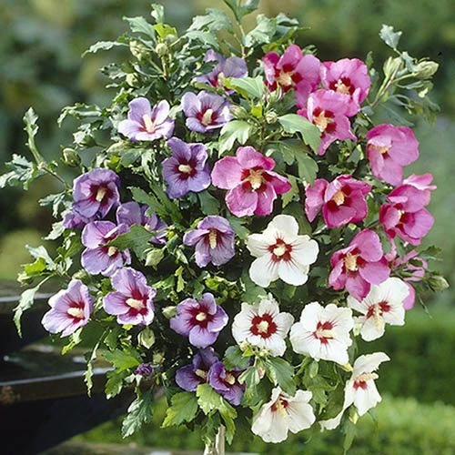 Hibiscus Tricolour Standard 4 Hibiscus Tricolour Standard - Image 2