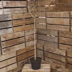 Hibiscus Tricolour Standard 8 Hibiscus Tricolour Standard -Garden Plants Sales 500079 2