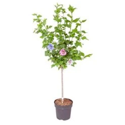 Hibiscus Tricolour Standard 9 Hibiscus Tricolour Standard -Garden Plants Sales 500079 3
