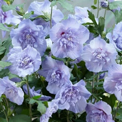 Hibiscus 'Marina Blue' Standard -Garden Plants Sales 500080 2