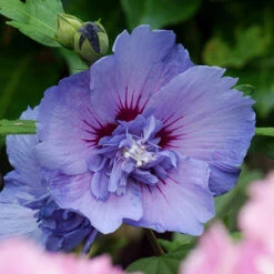 Hibiscus 'Marina Blue' Standard -Garden Plants Sales 500080 4