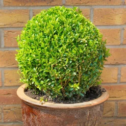 Pair Of Buxus Box Balls -Garden Plants Sales 500084 2