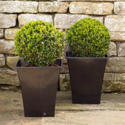 Pair Of Buxus Box Balls -Garden Plants Sales 500084 3