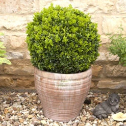 Pair Of Buxus Box Balls -Garden Plants Sales 500084 4