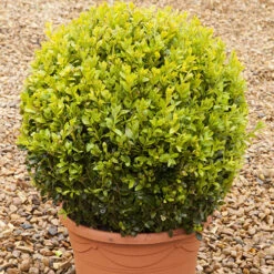 Pair Of Buxus Box Balls -Garden Plants Sales 500084 5