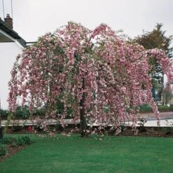 Flowering Cherry Collection -Garden Plants Sales 500124 2