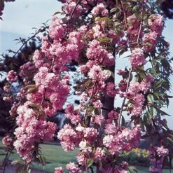Flowering Cherry Collection -Garden Plants Sales 500124 4