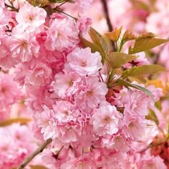 Flowering Cherry Collection -Garden Plants Sales 500124 6