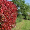 Photinia 'Little Red Robin' 2 Photinia 'Little Red Robin' -Garden Plants Sales 500134
