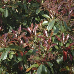 Photinia 'Little Red Robin' -Garden Plants Sales 500134 2