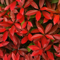 Photinia 'Little Red Robin' -Garden Plants Sales 500134 3