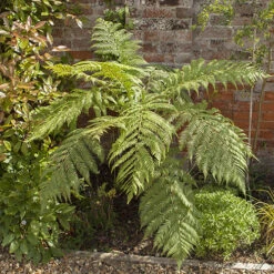 Tree Fern 'Dicksonia Antarctica' -Garden Plants Sales 500233 6