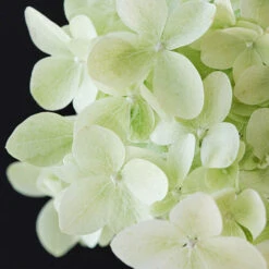 Hydrangea Magical Candle' 40/45cm Br X3 -Garden Plants Sales 500247 2