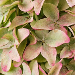 Hydrangea Magical Candle' 40/45cm Br X3 -Garden Plants Sales 500247 3