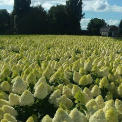 Hydrangea Magical Candle' 40/45cm Br X3 -Garden Plants Sales 500247 4