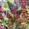 Buddleia 'Flower Power' -Garden Plants Sales 510003