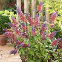 Buddleia 'Flower Power' -Garden Plants Sales 510003 2