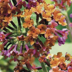 Buddleia 'Flower Power' -Garden Plants Sales 510003 4