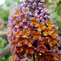 Buddleia 'Flower Power' -Garden Plants Sales 510003 5