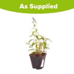 Buddleia 'Flower Power' -Garden Plants Sales 510003 6