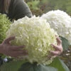 Tree Hydrangea 'Incrediball' -Garden Plants Sales 510009