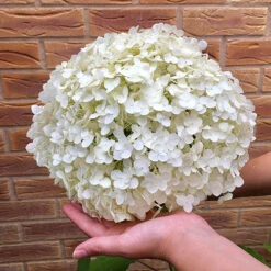 Tree Hydrangea 'Incrediball' 13 Tree Hydrangea 'Incrediball' -Garden Plants Sales 510009 2