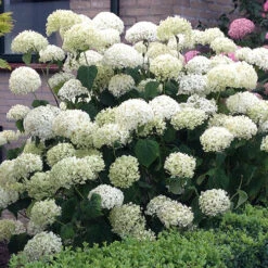 Tree Hydrangea 'Incrediball' 14 Tree Hydrangea 'Incrediball' -Garden Plants Sales 510009 3