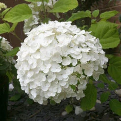 Tree Hydrangea 'Incrediball' 15 Tree Hydrangea 'Incrediball' -Garden Plants Sales 510009 4