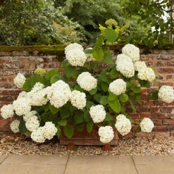 Tree Hydrangea 'Incrediball' 16 Tree Hydrangea 'Incrediball' -Garden Plants Sales 510009 5
