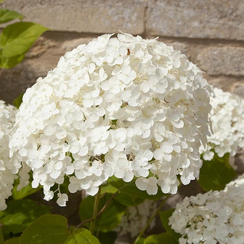 Tree Hydrangea 'Incrediball' 10 Tree Hydrangea 'Incrediball' - Image 8
