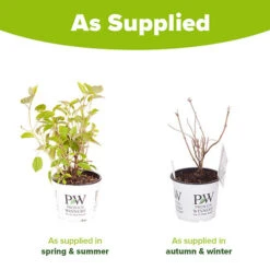 Tree Hydrangea 'Incrediball' 19 Tree Hydrangea 'Incrediball' -Garden Plants Sales 510009 8