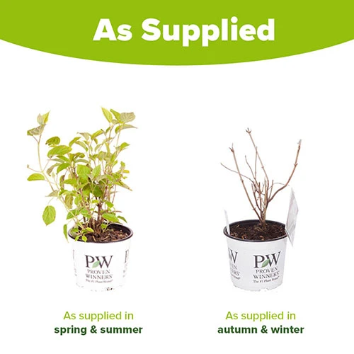 Tree Hydrangea 'Incrediball' 11 Tree Hydrangea 'Incrediball' - Image 9