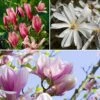 Fragrant Magnolia Collection -Garden Plants Sales 510013