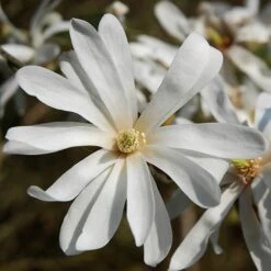 Fragrant Magnolia Collection -Garden Plants Sales 510013 2