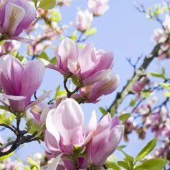 Fragrant Magnolia Collection -Garden Plants Sales 510013 3