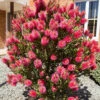 Bottlebrush Plant Callistemon Citrinus -Garden Plants Sales 510046