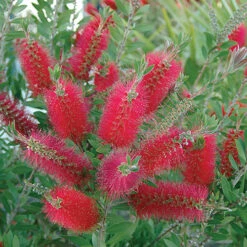 Bottlebrush Plant Callistemon Citrinus -Garden Plants Sales 510046 1