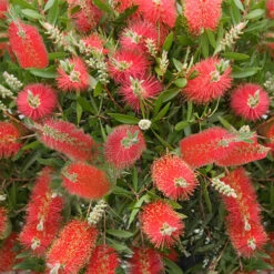 Bottlebrush Plant Callistemon Citrinus -Garden Plants Sales 510046 3