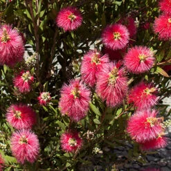 Bottlebrush Plant Callistemon Citrinus -Garden Plants Sales 510046 4