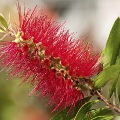 Bottlebrush Plant Callistemon Citrinus -Garden Plants Sales 510046 6
