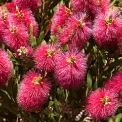 Bottlebrush Plant Callistemon Citrinus -Garden Plants Sales 510046 7