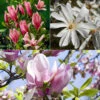 Magnolia Collection -Garden Plants Sales 510153