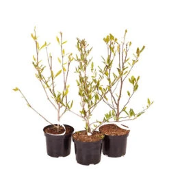 Magnolia Collection -Garden Plants Sales 510153 4