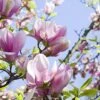 Magnolia Soulangeana -Garden Plants Sales 510156